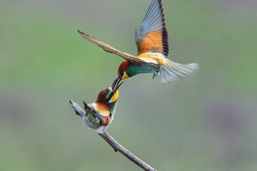 Foto de Abejaruco europeo