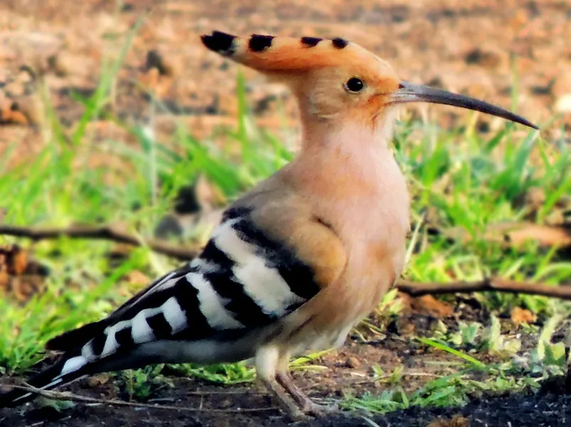 Foto de Abubilla
