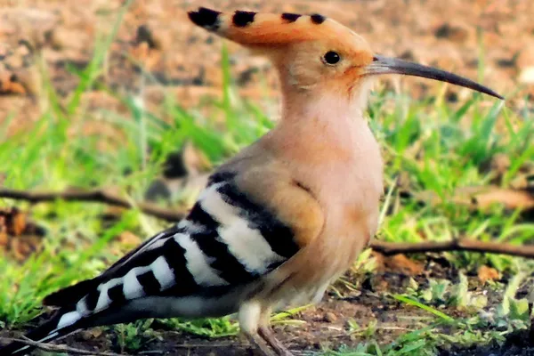 Foto de Abubilla
