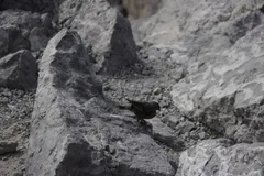 Foto de Acentor alpino