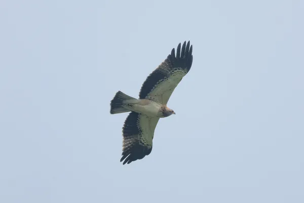 Foto de Águila calzada