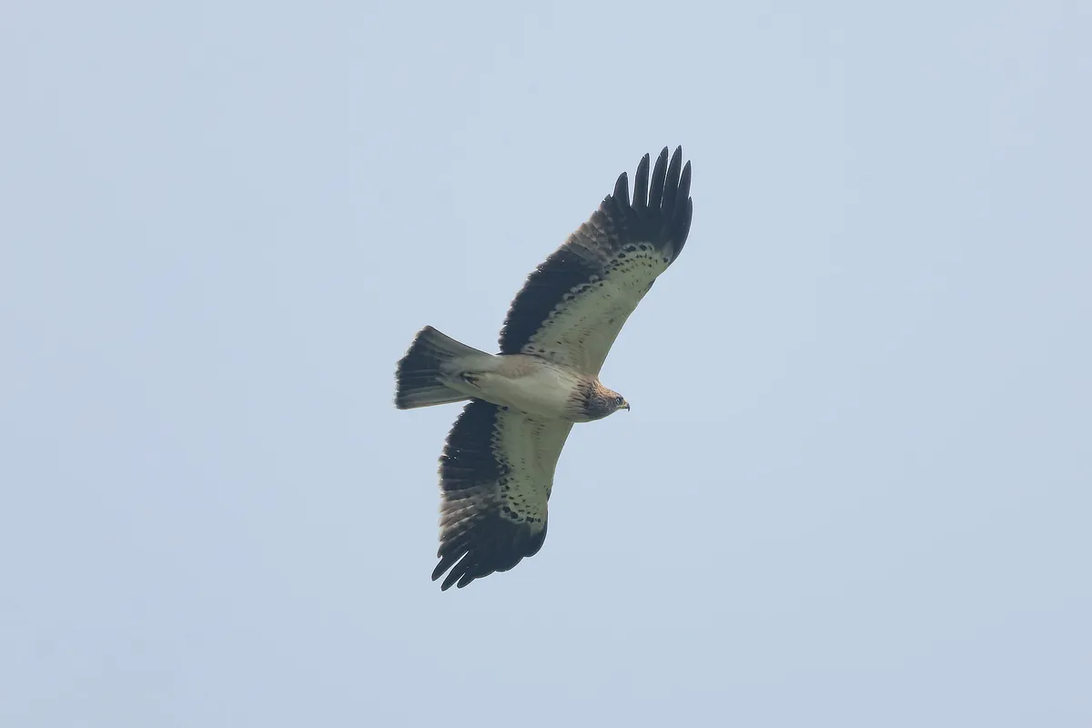Foto de Águila calzada