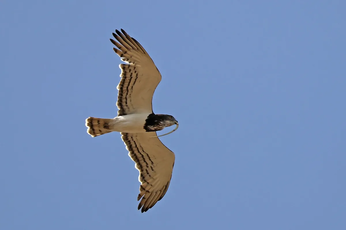 Foto de Águila culebrera
