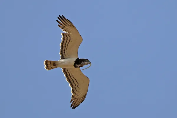 Foto de Águila culebrera