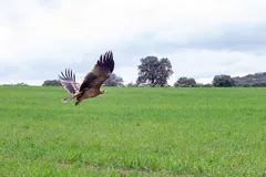 Foto de Águila imperial ibérica