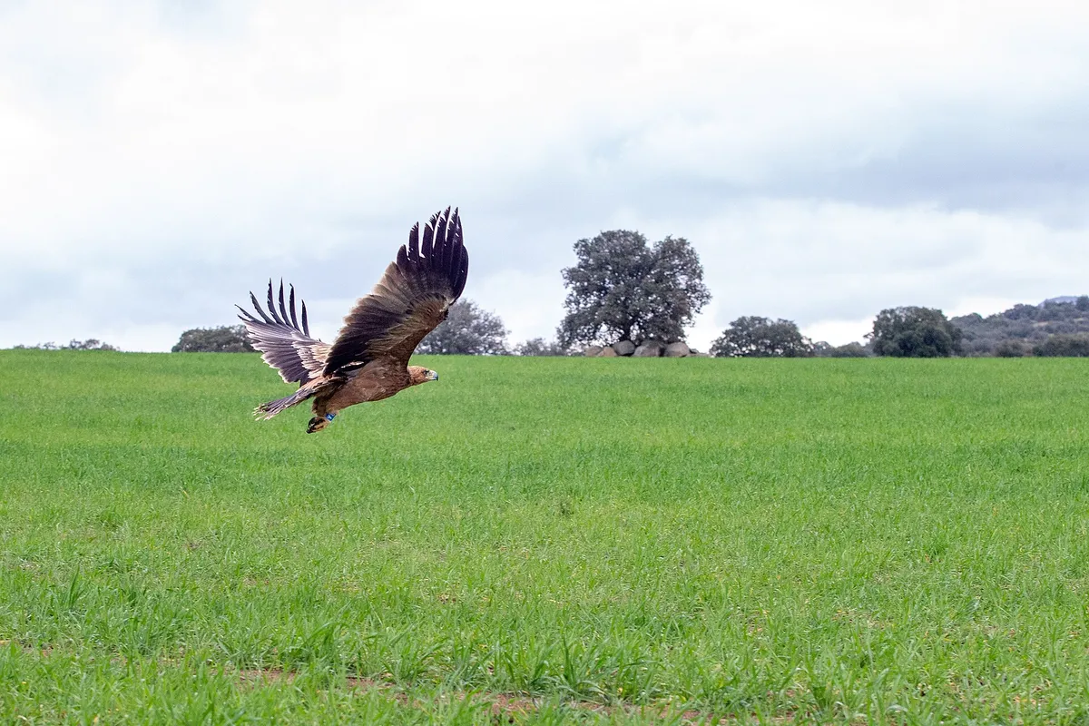 Foto de Águila imperial ibérica