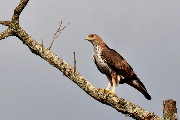 Foto de Águila perdicera