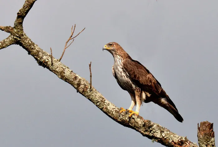 Foto de Águila perdicera