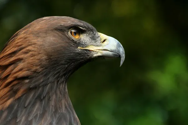 Foto de Águila real