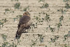 Foto de Aguilucho cenizo
