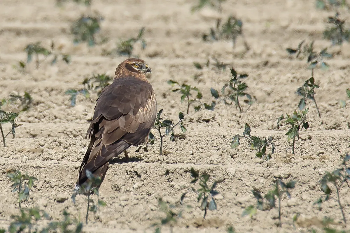 Foto de Aguilucho cenizo
