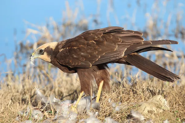 Foto de Aguilucho lagunero occidental