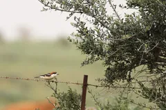 Foto de Alcaudón común