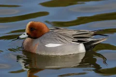 Foto de Ánade rabudo