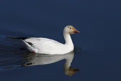 Foto de Ánsar común
