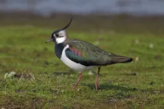 Foto de Avefría europea
