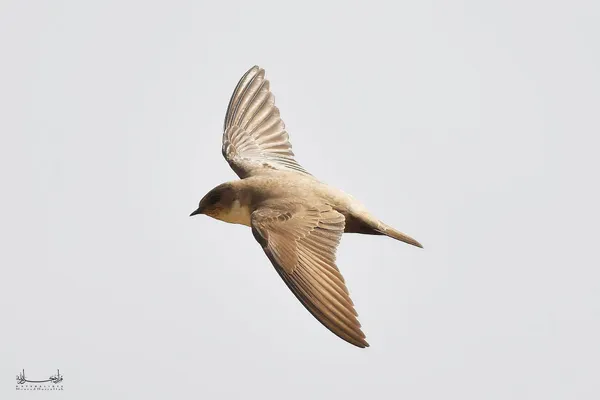 Foto de Avión roquero