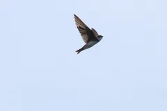 Foto de Avión zapador