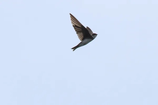 Foto de Avión zapador
