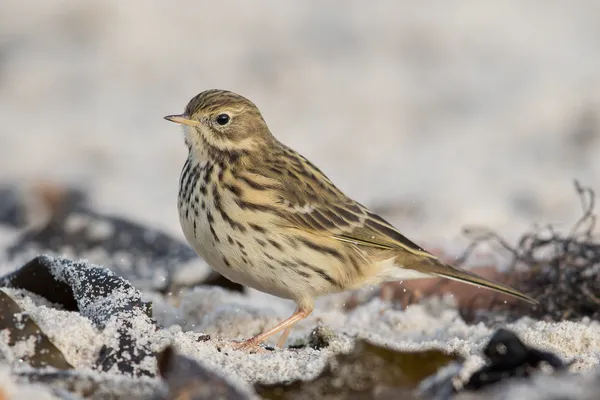 Foto de Bisbita pratense