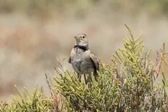 Foto de Calandria común