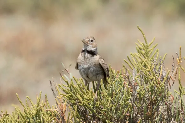 Foto de Calandria común