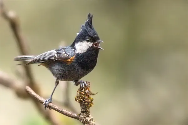 Foto de Carbonero garrapinos