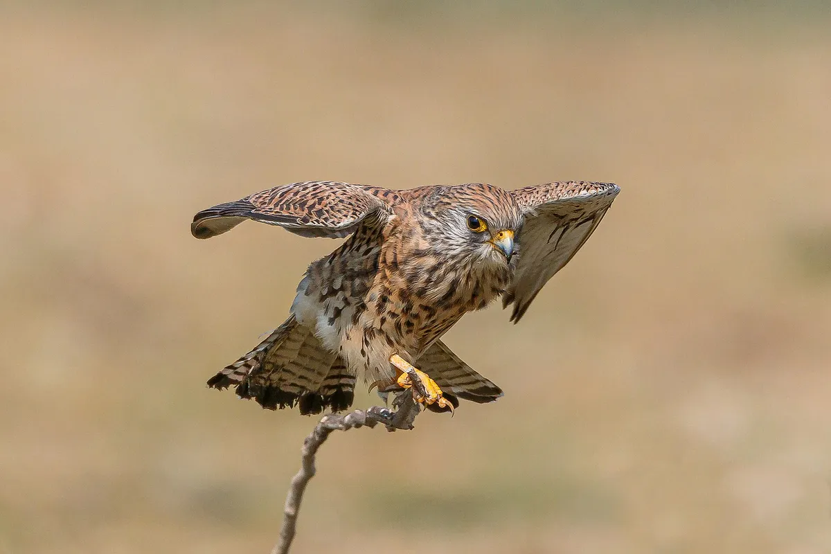 Foto de Cernícalo primilla