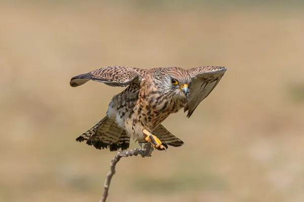 Foto de Cernícalo primilla