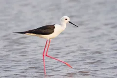Foto de Cigüeñuela común