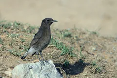 Foto de Collalba negra