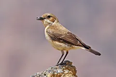 Foto de Collalba rubia occidental