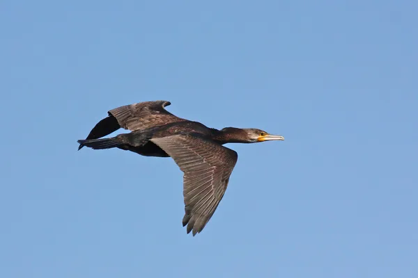 Foto de Cormorán grande