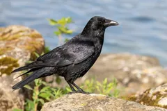 Foto de Corneja negra