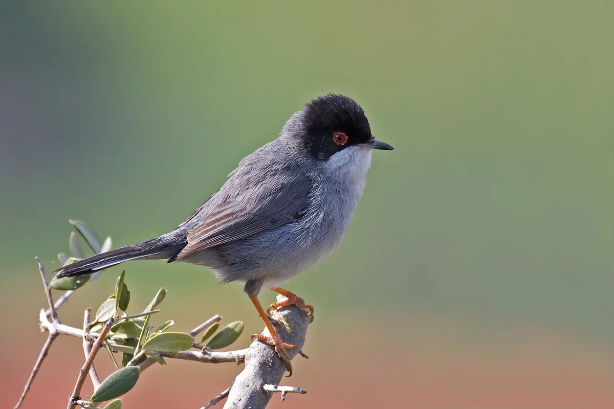 Foto de Curruca cabecinegra