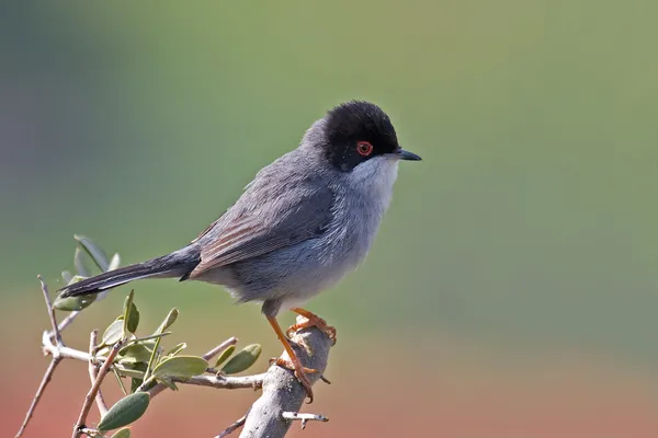 Foto de Curruca cabecinegra