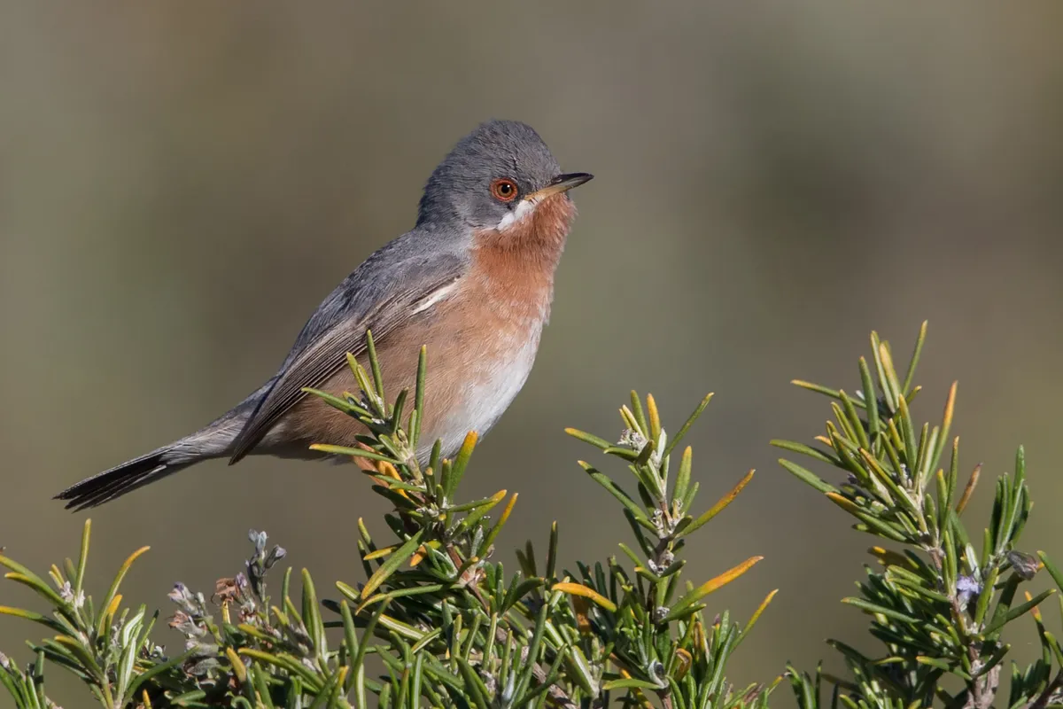 Foto de Curruca carrasqueña occidental