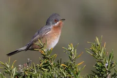 Foto de Curruca carrasqueña occidental