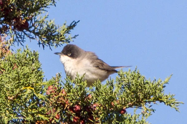 Foto de Curruca mirlona occidental