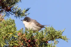 Foto de Curruca mirlona occidental