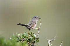 Foto de Curruca rabilarga