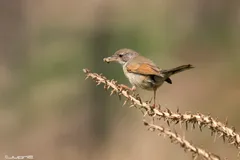 Foto de Curruca tomillera