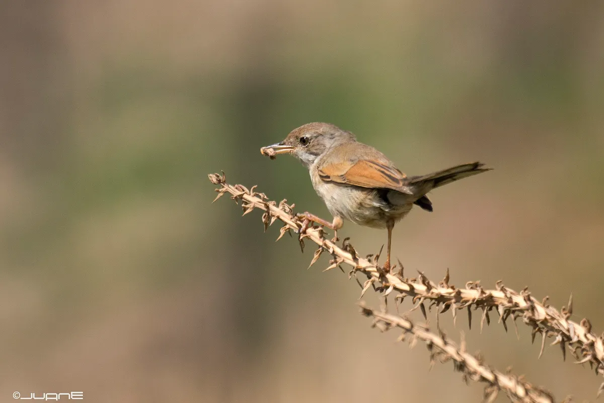 Foto de Curruca tomillera