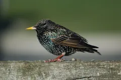 Foto de Estornino pinto