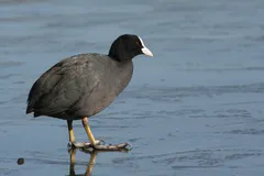 Foto de Focha común