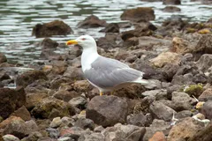 Foto de Gaviota patiamarilla