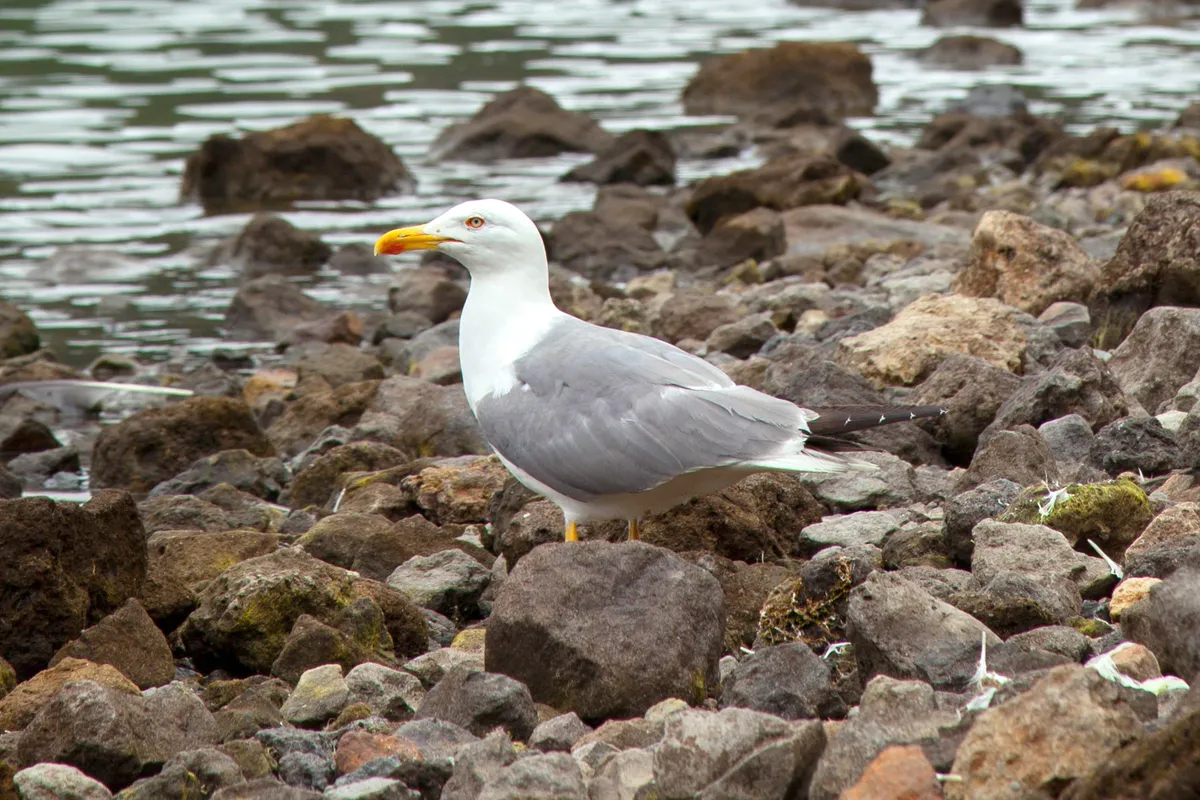 Foto de Gaviota patiamarilla