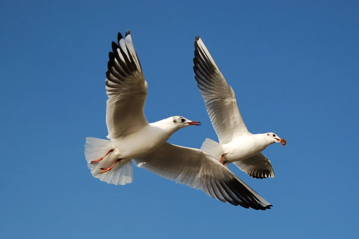 Foto de Gaviota reidora