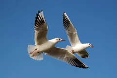 Foto de Gaviota reidora