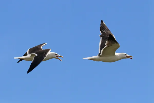 Foto de Gaviota sombría